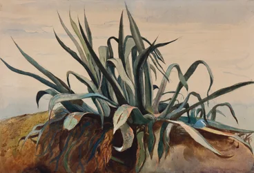 Studie einer Agave, mit Ergänzungen eines Borbone-Schülers